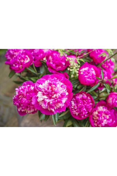 Пишне цвітіння півонії Селебріті – справжня зірка вашого саду.